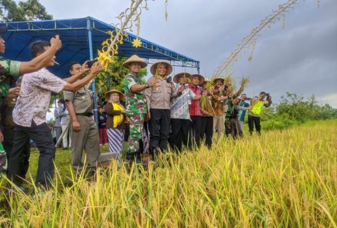 
 Festival Kenduri Tani, Wujud Syukur Petani Desa Telukawur Menjaga Tradisi