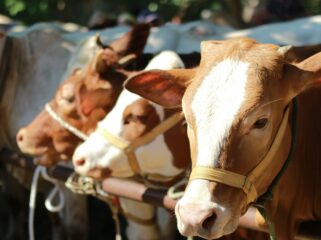 Sapi kurban