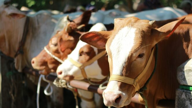 
 Sapi kurban